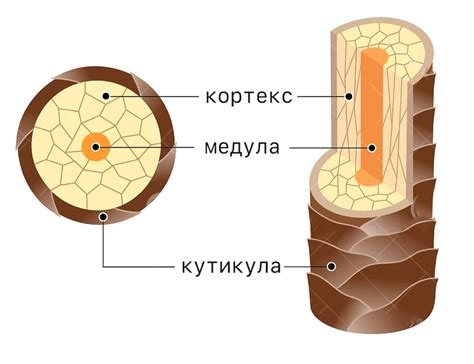 Структура и свойства хвостца