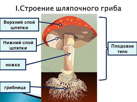 Структура и состав грибницы