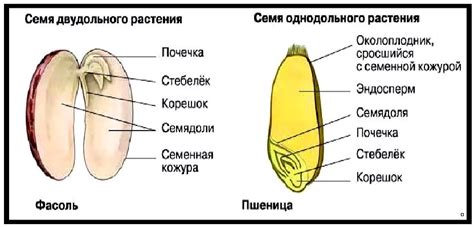 Структура и состав семян