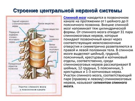 Структура и состав смешанного нерва