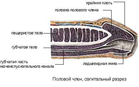 Структура и форма репродуктивного органа