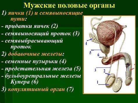 Структура и функции мужских яичек