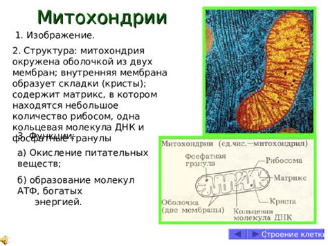 Структура и функции одиночной складки