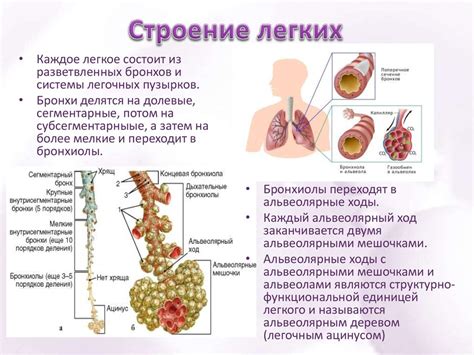 Структура и функции паренхимы легких: важные аспекты