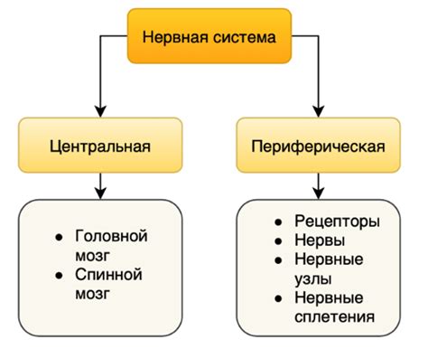 Структура и функции периферии