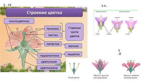 Структура и функции редуцированного околоцветника