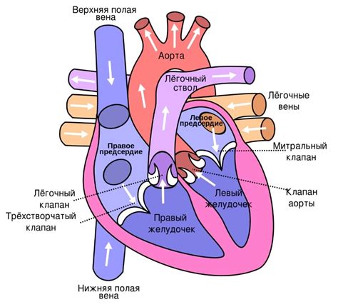 Структура и функции сердца