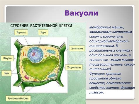 Структура и функции сократительной вакуоли