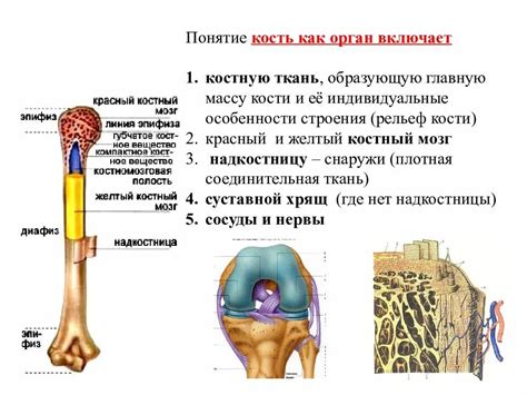 Структура и функции тяжелой кости