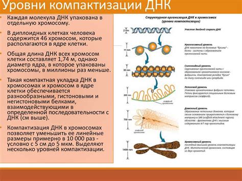 Структура и функции хроматина