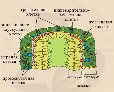 Структура кишечной полости