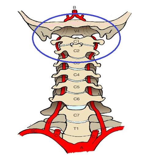 Структура краниовертебрального перехода