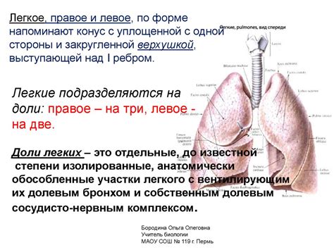 Структура легочной ткани и ее функции