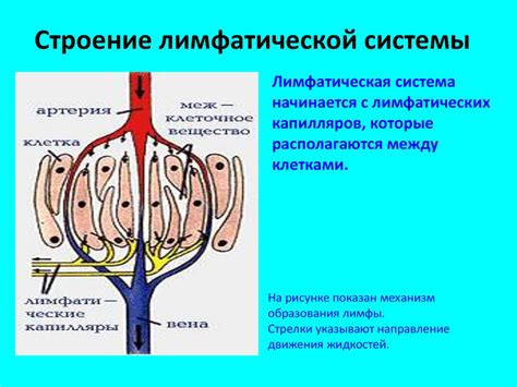 Структура лимфатической системы человека