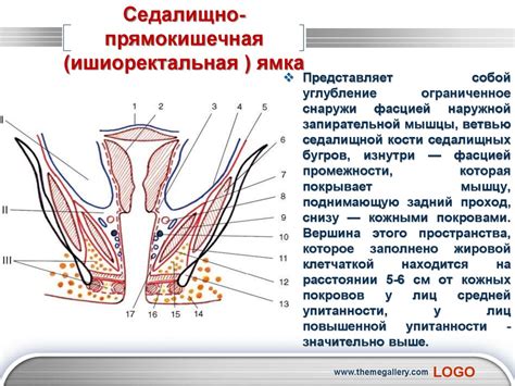 Структура малого таза: что такое головка над входом