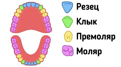 Структура моляров