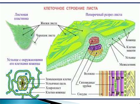 Структура мякоти