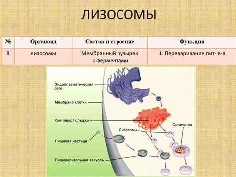 Структура немембранного органоида и его основные компоненты