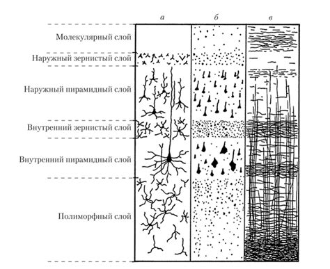 Структура неокортекса и его слои