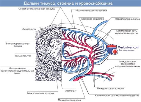 Структура нередуцированной вилочковой железы