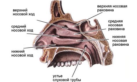 Структура основной пазухи носа