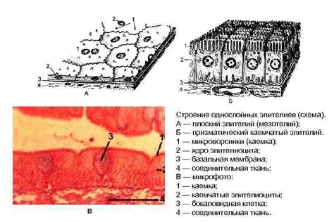 Структура плоского эпителия