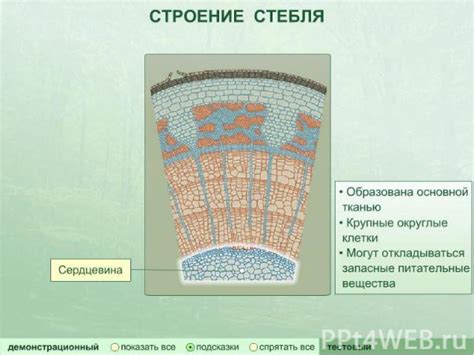 Структура побега