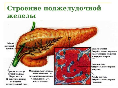 Структура поджелудочной железы