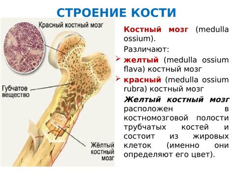 Структура полиморфного костного мозга