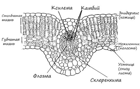 Структура пучка