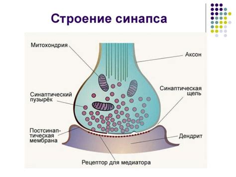 Структура синапса и его основные компоненты