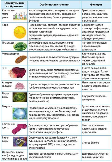 Структура сообщения по биологии