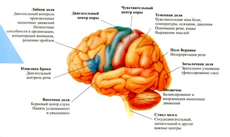 Структура функциональной зоны мозга