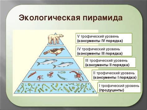 Структура экологической пирамиды