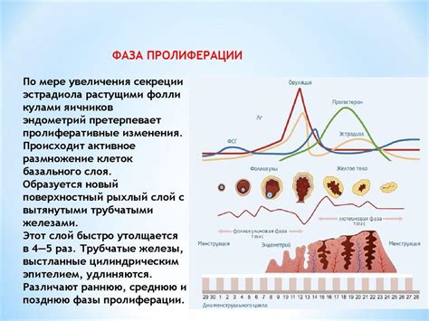 Структура эндометрия