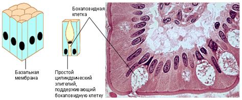 Структура эпителия клетки цилиндрического эпителия