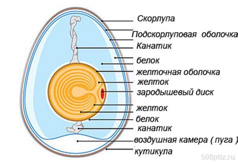 Структура яйца и его особенности