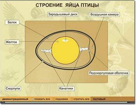 Структура яйца и реакция на нагревание