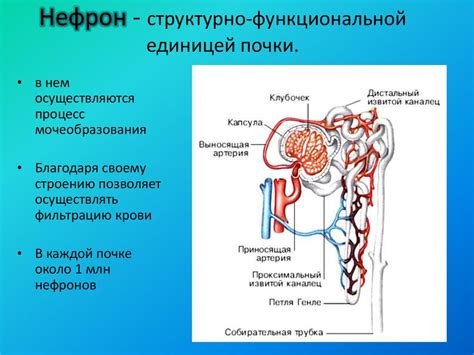 Структурное изменение почки: