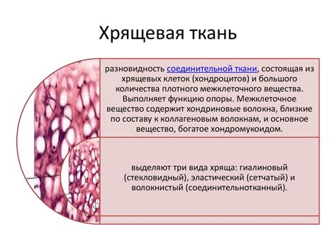 Структурные компоненты ткани