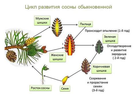 Структурные особенности голосеменных растений