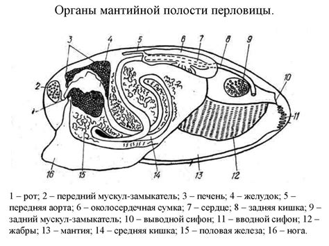 Структурные элементы мантийной полости: каналы и спицы