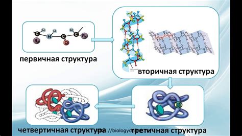 Структурный белок core