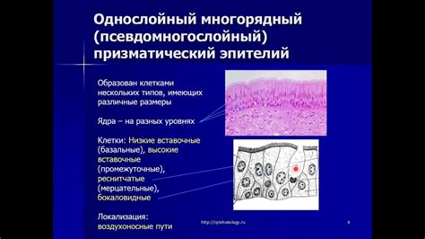 Стык эпителиев: как его визуализировать?