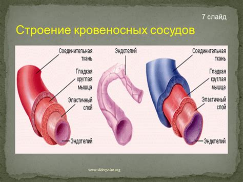 Сужение кровеносных сосудов как причина холодного пота