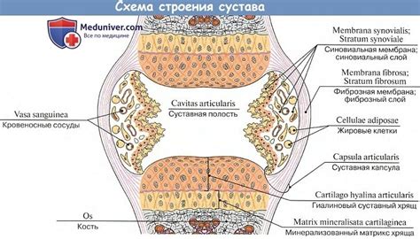 Суставные поверхности конгруэнтны и их значение