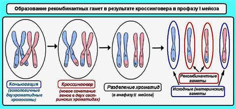 Суть мутации метилентетрагидрофолатредуктазы гетерозигота