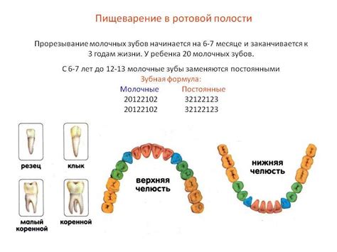 Сущность зубной формулы