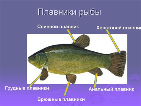 Сущность и значения сновидений о рыбах в водной среде