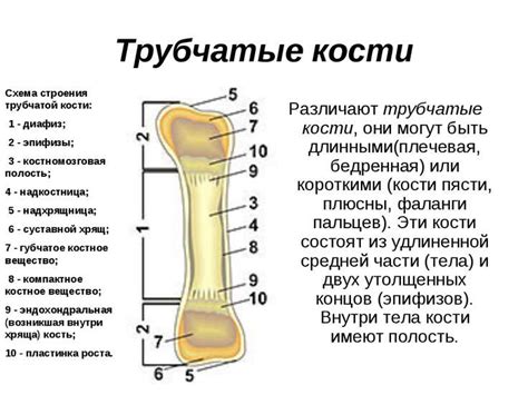 Сущность пористой кости